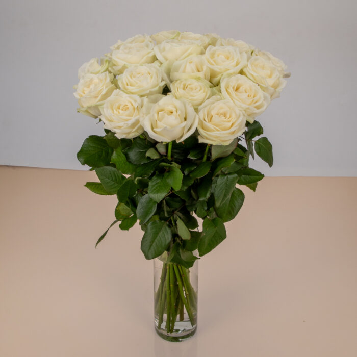 Roses Blanches – Image 3