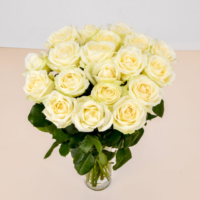 Roses Blanches – Image 6