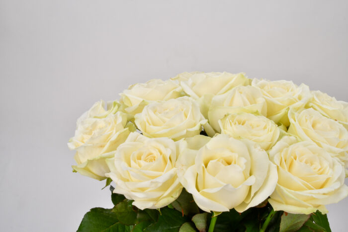 Roses Blanches – Image 5