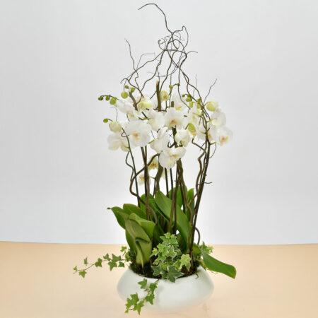 Coupe d’Orchidées Blanches - Orchidées Phalaenopsis & Lierre