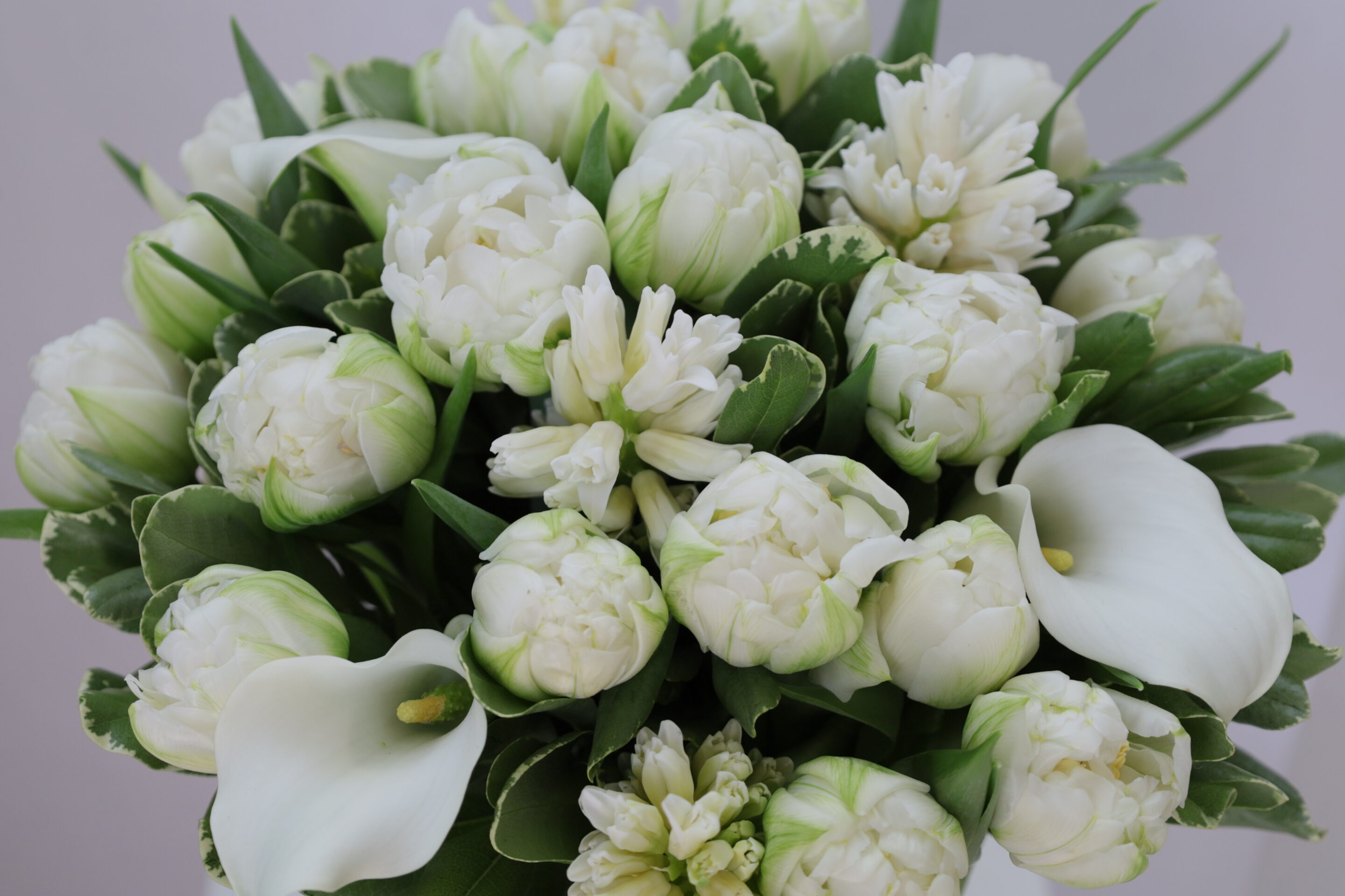 Jacinthe – Image 8