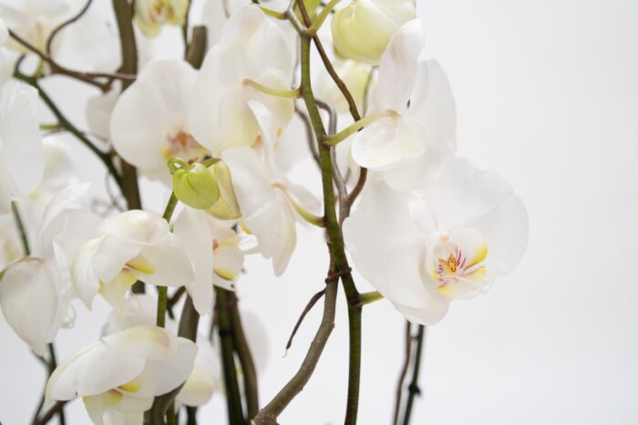 Orchidées blanches