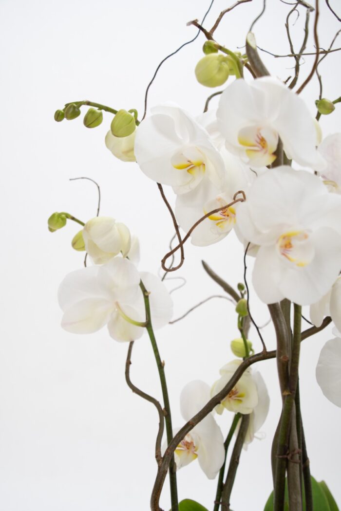 Orchidées blanches