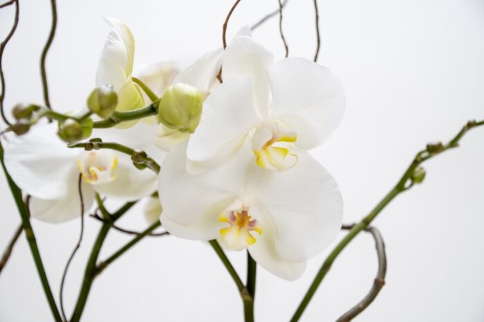 Orchidées blanches