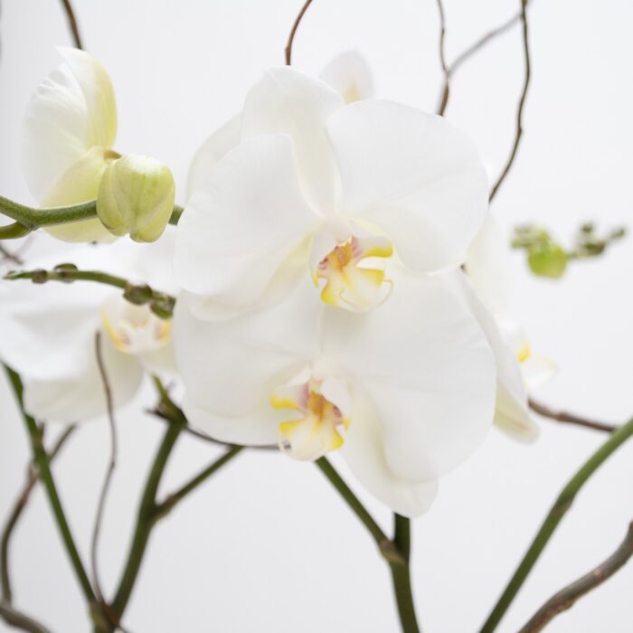 Orchidées blanches