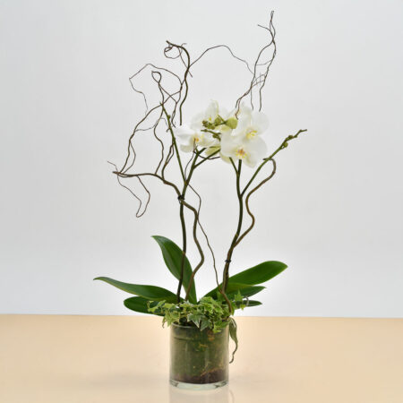 Orchidée Blanche avec son Vase
