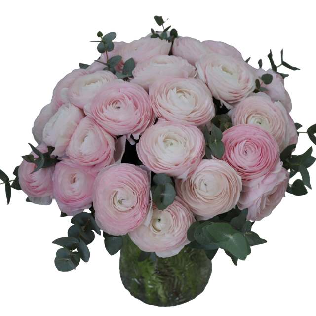 Rose Bonbon – Image 4