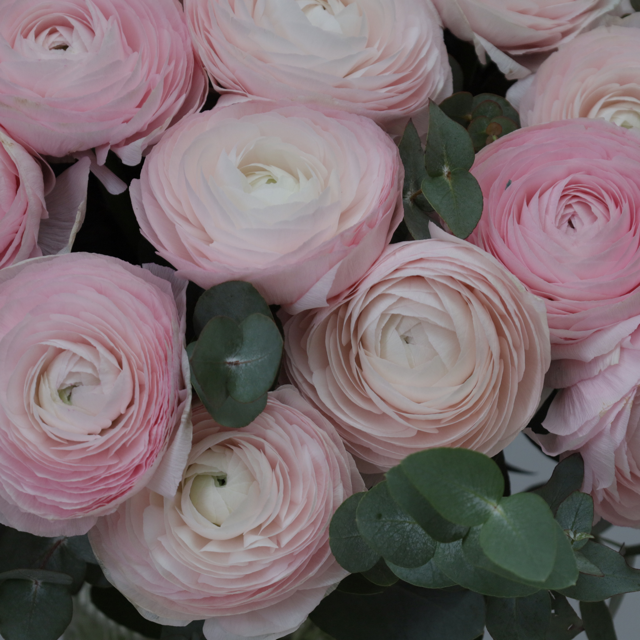 Rose Bonbon – Image 3