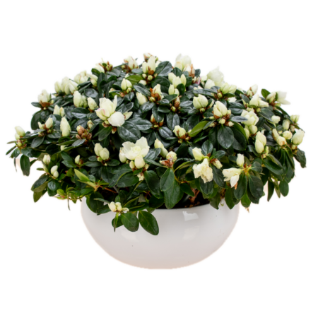Coupe d’Azalées Blanches - Élégance Florale | FLORAL Courchevel