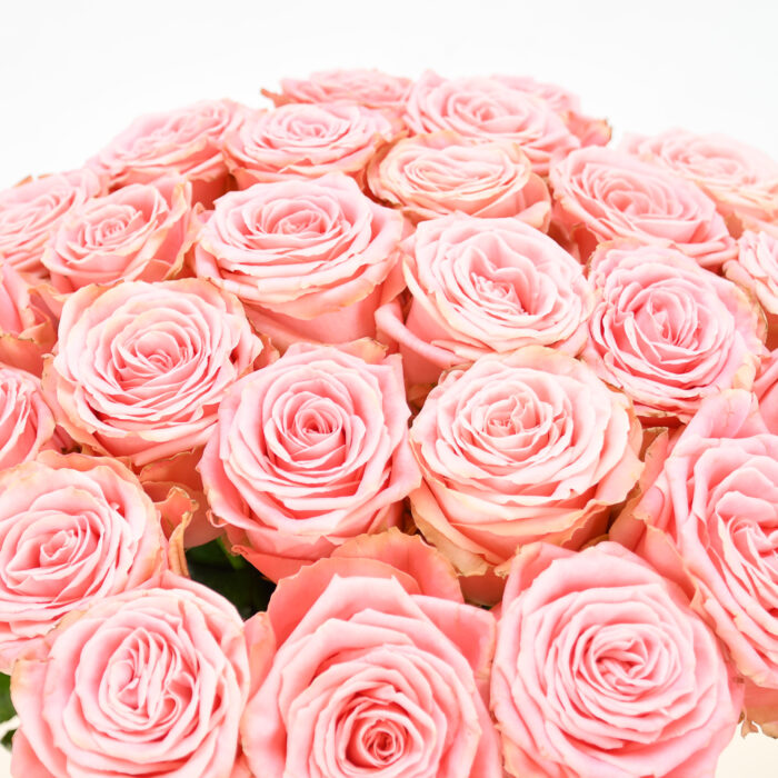 Roses Roses – Image 10