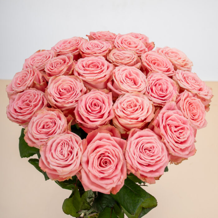 Roses Roses – Image 3