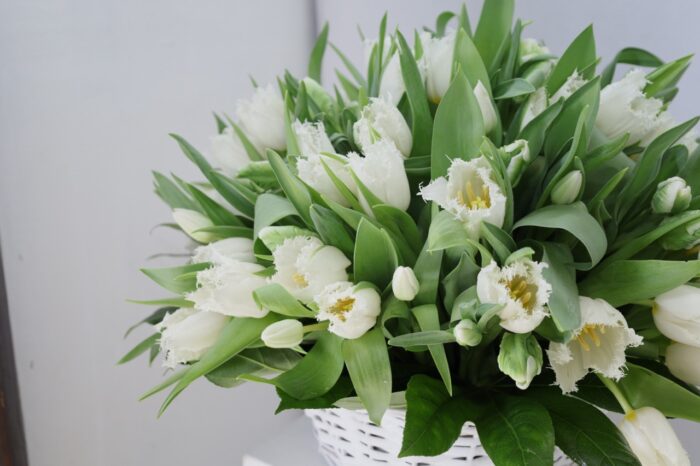 Vétiver blanc – Image 4