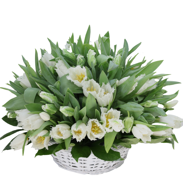 Vétiver blanc